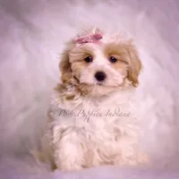 Willow, a female Maltipoo for sale in Warsaw, IN – 1 of 6