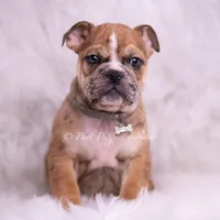 Bruiser AKC, a male English Bulldog for sale in Warsaw, IN – 6 of 8