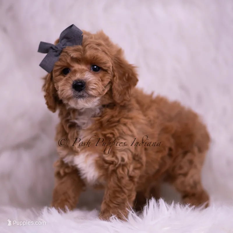 Milo – Poodle - Toy  puppy for sale in Warsaw, IN