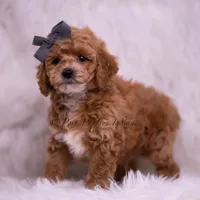 Milo, a male Poodle - Toy  for sale in Warsaw, IN – 1 of 5