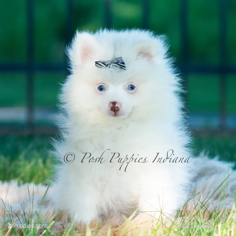 Marshmallow – Pomeranian puppy for sale in Warsaw, IN