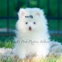 Marshmallow, a male Pomeranian for sale in Warsaw, IN – 1 of 6