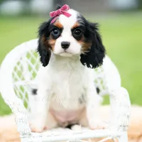 Missy UABR, a female Cavalier King Charles Spaniel for sale in Warsaw, IN – 1 of 5