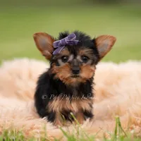 Candy, a female Yorkshire Terrier for sale in Warsaw, IN – 4 of 5
