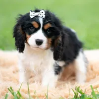 Emmett UABR, a male Cavalier King Charles Spaniel for sale in Warsaw, IN – 3 of 5