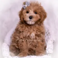 Teeko, a male Maltipoo for sale in Warsaw, IN – 4 of 6