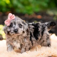 Gucci, a female Yorkshire Terrier and Poodle - Toy  for sale in Warsaw, IN – 2 of 7