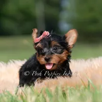 Maple, a female Yorkshire Terrier for sale in Warsaw, IN – 7 of 8
