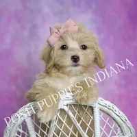 Peach, a female Maltipoo for sale in Warsaw, IN – 7 of 8