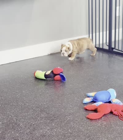 Mable, a female English Bulldog for sale in Warsaw, IN – 7 of 7