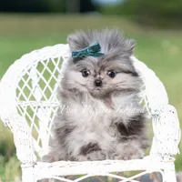 Cooper AKC TINY, a male Pomeranian for sale in Warsaw, IN – 7 of 7