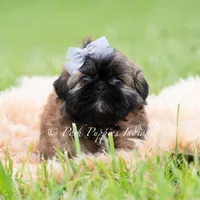 Alamo Imperial AKC, a male Shih Tzu for sale in Warsaw, IN – 4 of 4