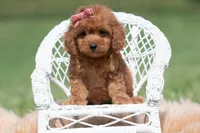 Cupcake F1, a female Maltipoo for sale in Warsaw, IN – 7 of 10