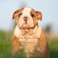 Mable, a female English Bulldog for sale in Warsaw, IN – 5 of 7