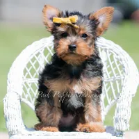 Copper, a male Yorkshire Terrier for sale in Warsaw, IN – 2 of 6