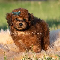 Burley AKC, a male Poodle - Toy  for sale in Warsaw, IN – 4 of 5