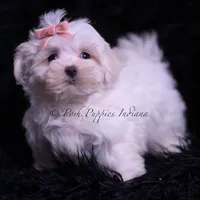 Zander, a male Maltese for sale in Warsaw, IN – 2 of 4