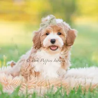 cosmo, a male Poodle - Toy  for sale in Warsaw, IN – 7 of 8