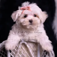 Zander, a male Maltese for sale in Warsaw, IN – 3 of 4