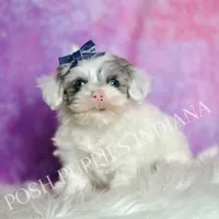 hufflepuff, a male Maltipoo for sale in Warsaw, IN – 7 of 9