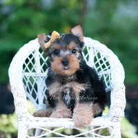 Momo, a male Yorkshire Terrier for sale in Warsaw, IN – 2 of 7