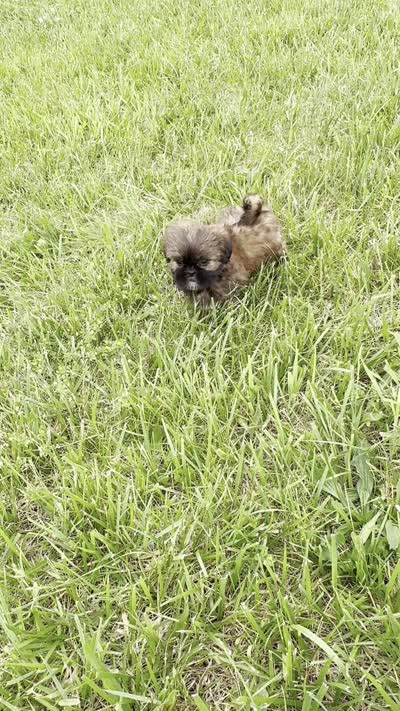 ACE Imperial AKC, a male Shih Tzu for sale in Warsaw, IN – 5 of 5