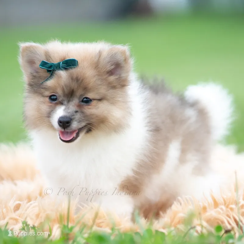 Conrad – Pomeranian puppy for sale in Warsaw, IN