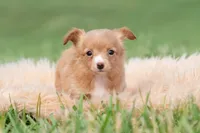 Honeybee, a female Chihuahua for sale in Warsaw, IN – 3 of 6