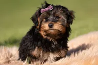 Ziggy, a male Yorkshire Terrier and Poodle - Toy  for sale in Warsaw, IN – 2 of 5