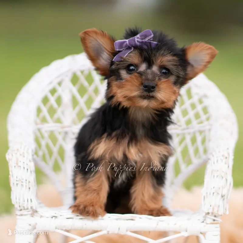 Candy – Yorkshire Terrier puppy for sale in Warsaw, IN