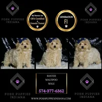 Baxter, a male Maltipoo for sale in Warsaw, IN – Photo 5 of 5