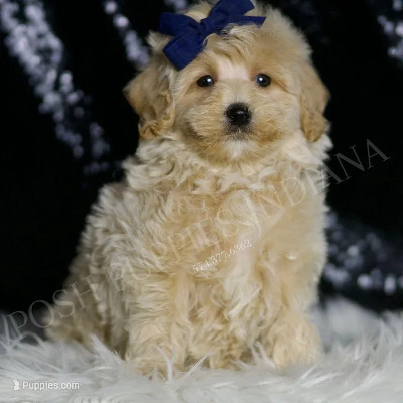 Baxter – Maltipoo puppy for sale in Warsaw, IN