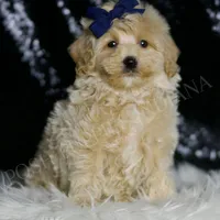 Baxter, a male Maltipoo for sale in Warsaw, IN – Photo 1 of 5