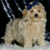 Baxter, a male Maltipoo for sale in Warsaw, IN – Photo 3 of 5