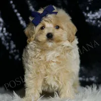 Baxter, a male Maltipoo for sale in Warsaw, IN – Photo 2 of 5