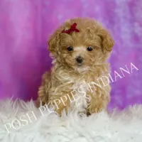 Tiny Cherry, a female Maltipoo for sale in Warsaw, IN – Photo 7 of 7