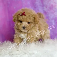Tiny Cherry, a female Maltipoo for sale in Warsaw, IN – Photo 4 of 7