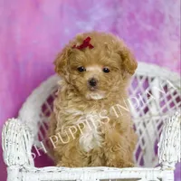 Tiny Cherry, a female Maltipoo for sale in Warsaw, IN – Photo 5 of 7