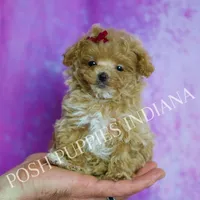 Tiny Cherry, a female Maltipoo for sale in Warsaw, IN – Photo 2 of 7