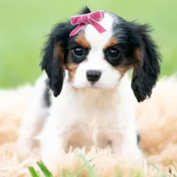 Missy UABR, a female Cavalier King Charles Spaniel for sale in Warsaw, IN – 5 of 5