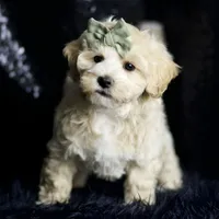 Skittles, a male Maltipoo for sale in Warsaw, IN – Photo 2 of 8