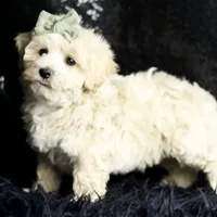 Skittles, a male Maltipoo for sale in Warsaw, IN – Photo 7 of 8