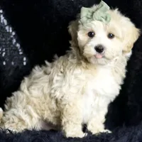 Skittles, a male Maltipoo for sale in Warsaw, IN – Photo 1 of 8