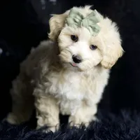 Skittles, a male Maltipoo for sale in Warsaw, IN – Photo 3 of 8