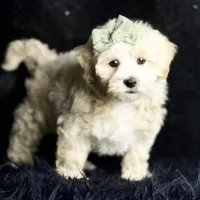 Skittles, a male Maltipoo for sale in Warsaw, IN – Photo 8 of 8