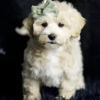 Skittles, a male Maltipoo for sale in Warsaw, IN – Photo 4 of 8
