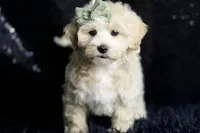 processed/074afcef-7574-4d9d-9caa-7b64469b39ab/listing/e742017c-f64f-4ab2-8967-7900cf6ab403/dcd7e819-e0f0-4606-a346-b2c7b67e1948