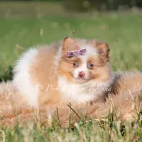Margo AKC, a female Pomeranian for sale in Warsaw, IN – 5 of 7