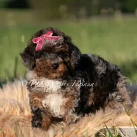 Nova AKC, a female Poodle - Toy  for sale in Warsaw, IN – 4 of 6
