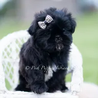 Teddy Bear AKC, a male Shih Tzu for sale in Warsaw, IN – 4 of 5
